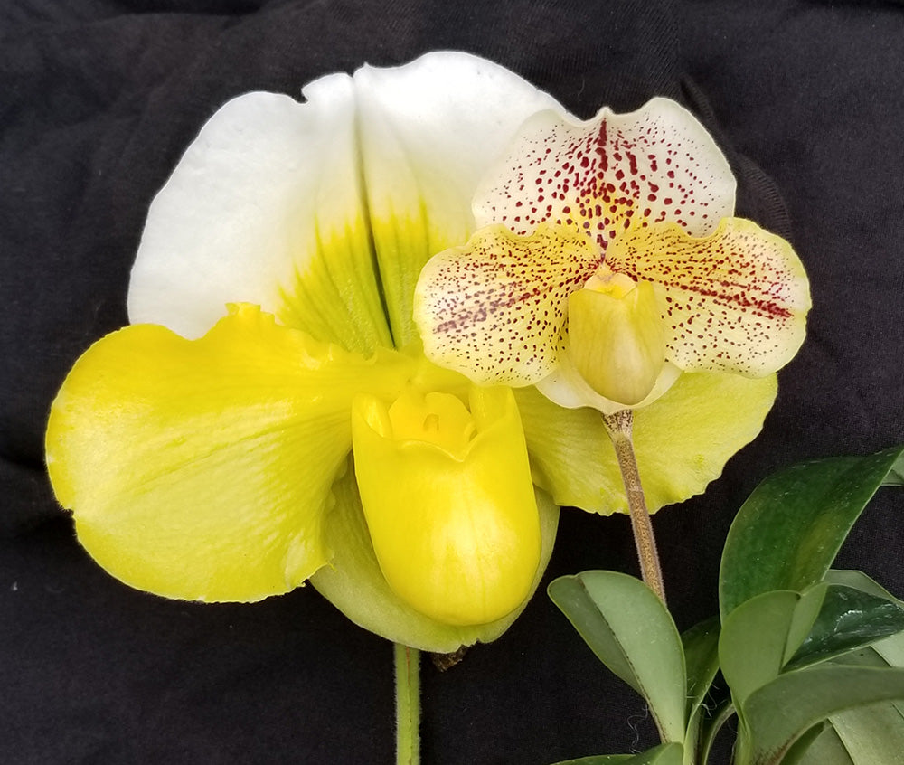 Paphiopedilum Pacific Titan showing off its huge size beside a regular paphiopedilum orchid