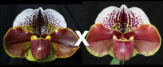 Complex paphiopedilum hybrid cultivars shown in flower side by side of Paphiopedilum Pandemonium 'Shock Wave' AM/AOS x (Tigerhill x Thunder Cat) 'Ruby Wonder'