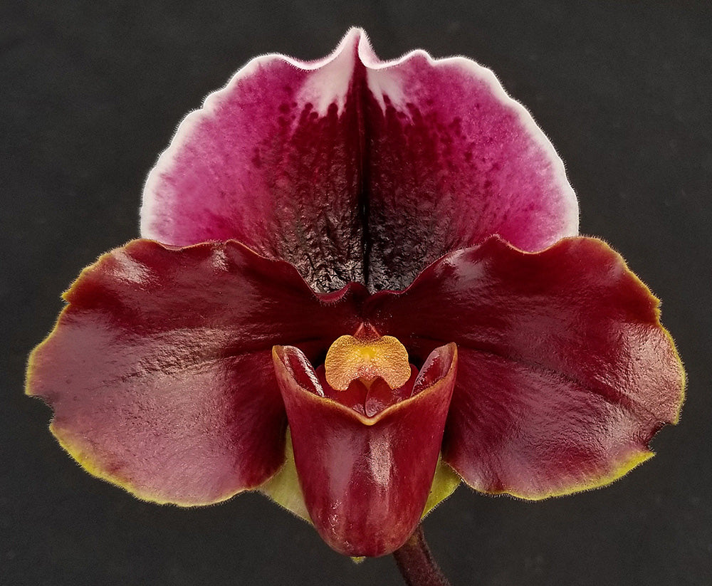 Complex paphiopedilum hybrid cultivar of a Paphiopedilum Patricia Geyer (New Direction 'Weltz Lavender Sonata' AM/AOS x Hamana Fairy 'Red Moon Rising')
