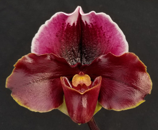 Complex paphiopedilum hybrid cultivar of a Paphiopedilum Patricia Geyer (New Direction 'Weltz Lavender Sonata' AM/AOS x Hamana Fairy 'Red Moon Rising')