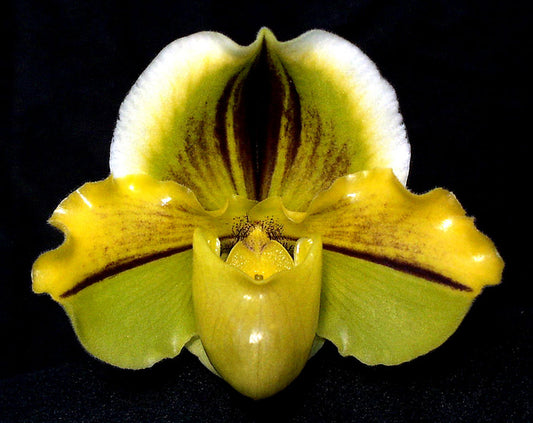 Complex paphiopedilum hybrid cultivar of Paphiopedilum Pavarotti 'Papa Aroha' AM/OCNZ, 3P/TOGA