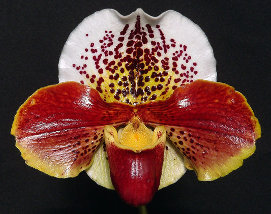 Complex paphiopedilum hybrid cultivar shown in flower of  Paphiopedilum Perfect Storm