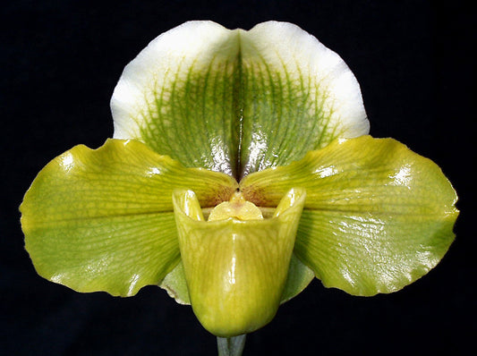 A close-up image of a Paphiopedilum orchid with a predominantly green color and white and yellow accents.