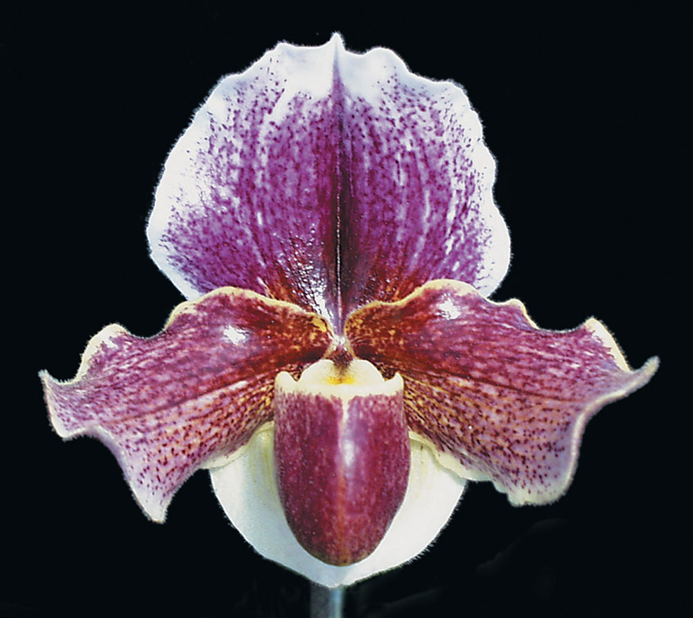 A close-up image of a Paphiopedilum Piegan's 'Progress' HCC/AOS orchid flower with a purple and white color scheme.