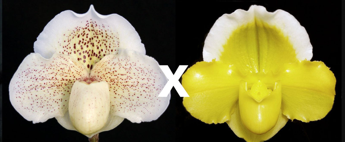 Complex paphiopedilum hybrid cultivars shown in flower side by side of Paphiopedilum Pink Mist 'Moondust' x Alex Szabo 'Pure Gold' AM/AOS