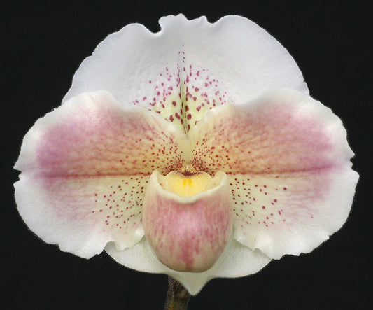 Close-up of a pink and white orchid flower against a black background