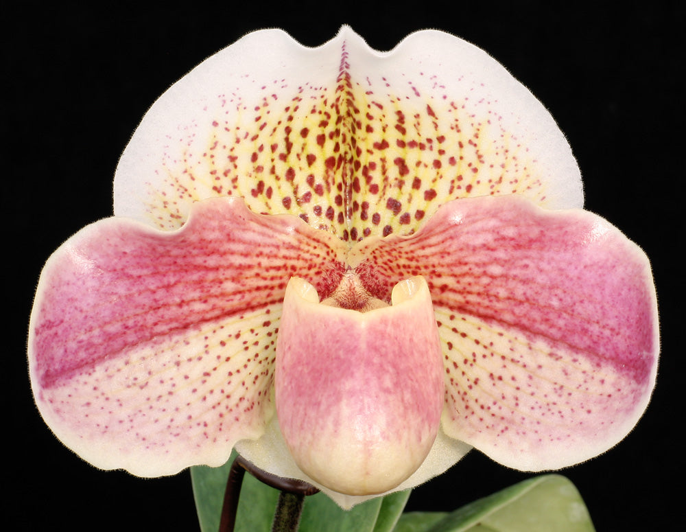 Close-up of a pink and white spotted orchid flower against a black background Paphiopedilum Pink Queen	'Pink Passion' AM/AOS