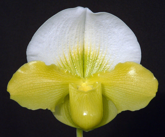 White and yellow orchid flower on a black background of Paphiopedilum Pit River Rise ‘Sky Dome’ AM/AOS