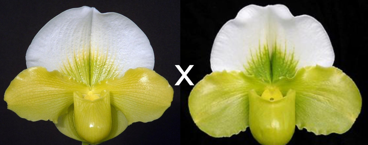 Complex paphiopedilum hybrid cultivars shown in flower side by side of Paphiopedilum Pit River Rise 'Sky Dome' x Todd Clark 'Green Flight'