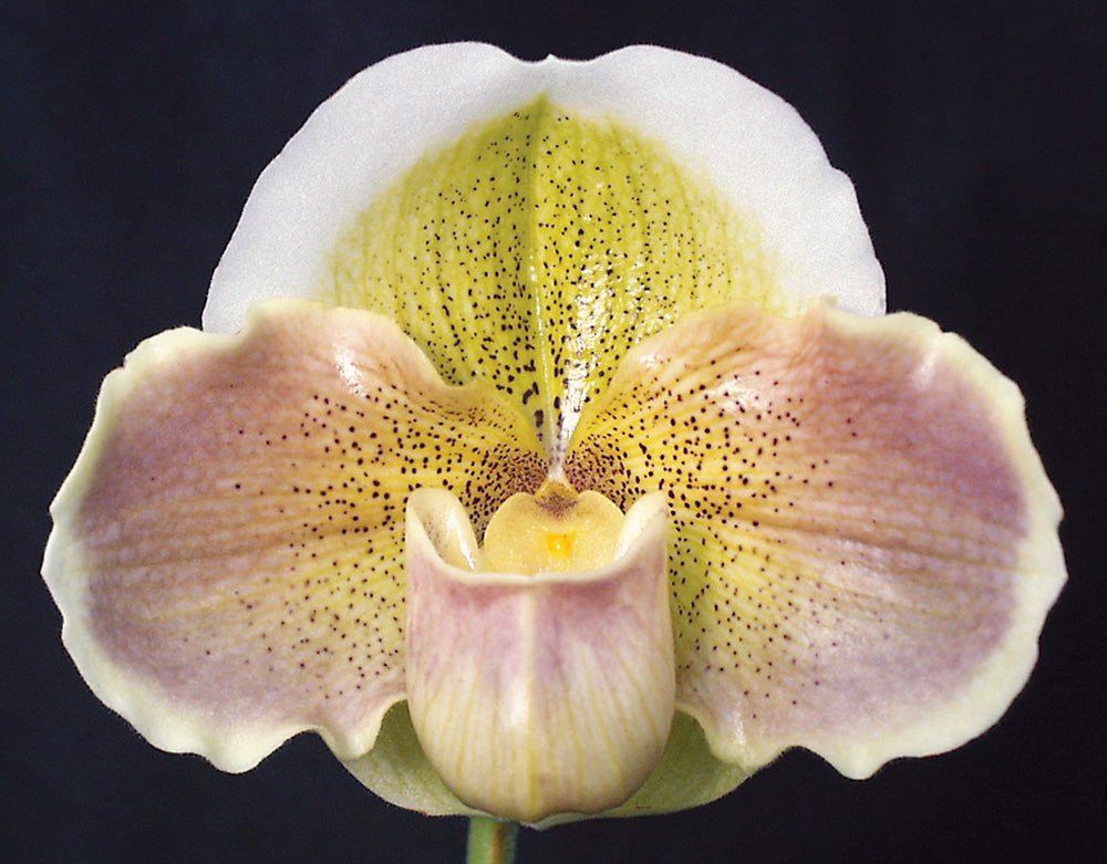 Complex paphiopedilum hybrid cultivar of Paphiopedilum Porcelain Sky 'Pastel Moon'