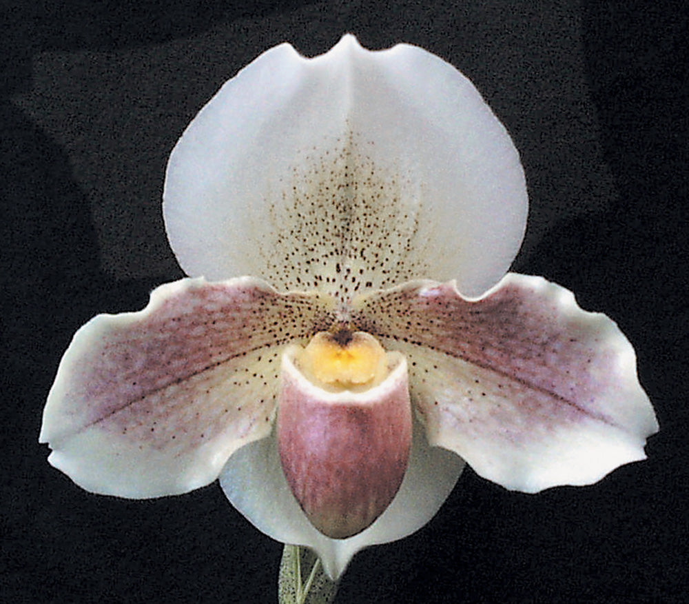 Complex paphiopedilum hybrid cultivar of  Paphiopedilum Porcelain Treasure 'Dream Girl' HCC/AOS