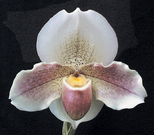 Complex paphiopedilum hybrid cultivar of  Paphiopedilum Porcelain Treasure 'Dream Girl' HCC/AOS