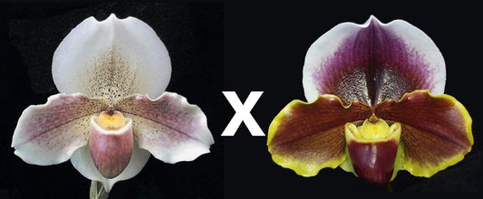 Complex paphiopedilum hybrid cultivars shown in flower side by side of Paphiopedilum Porcelain Treasure 'Dream Girl' HCC/AOS x Keyeshill 'Royal Fantasy'