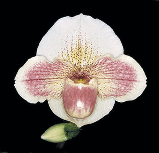 Complex paphiopedilum hybrid cultivar of Paphiopedilum Porcelain Treasure 'Pink Lace' AM/AOS