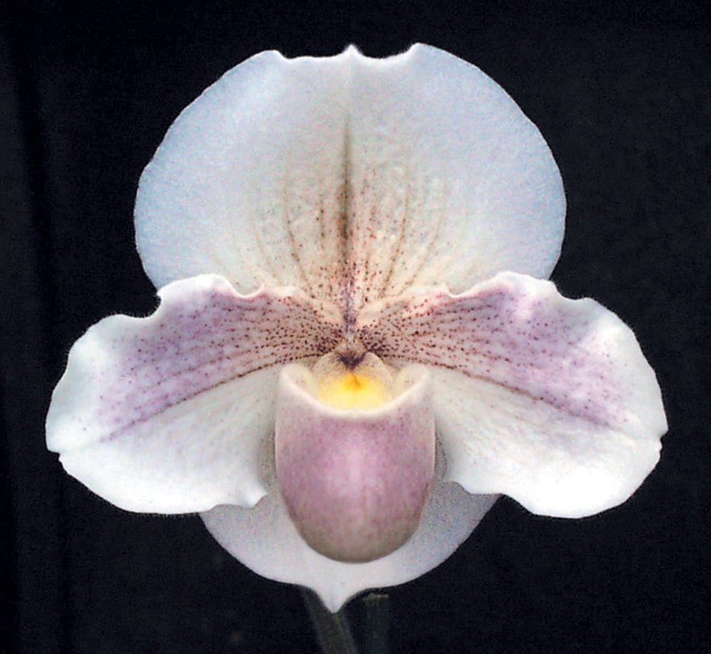 Complex paphiopedilum hybrid cultivar of Paphiopedilum Porcelain Treasure 'Pink Pearl'