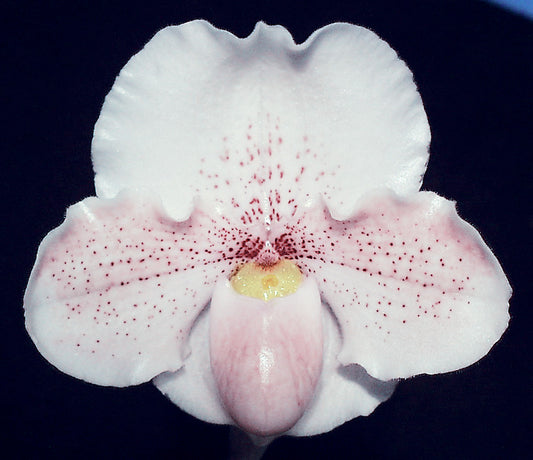 Close-up of a pink orchid flower with a dark background