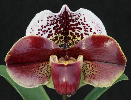 Close-up of a red and white spotted orchid with a dark background of Paphiopedilum Rainmaker 'Red Galaxy' HCC/AOS
