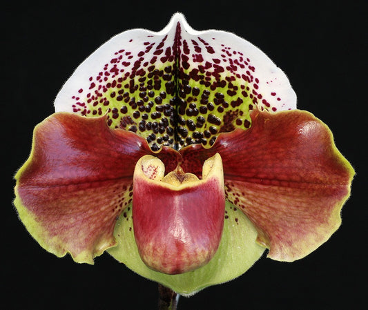 Complex paphiopedilum hybrid cultivar of  Paphiopedilum Red Thunder
