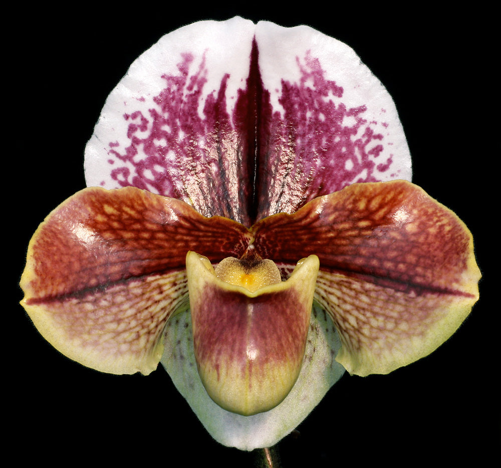 Complex paphiopedilum hybrid cultivar of Paphiopedilum Redezelle 'Treasure' AM/AOS