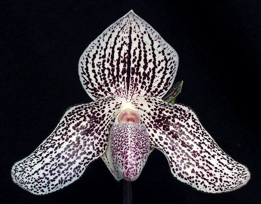 Spotted orchid flower on a black background