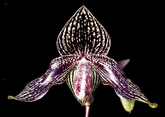 A close-up image of a Paphiopedilum Rolfei orchid, showcasing its purple petals and black spotted pattern.
