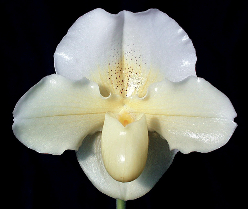 Complex paphiopedilum hybrid cultivar of  Paphiopedilum Saint Ouens Bay 'Cerritos' AM/AOS