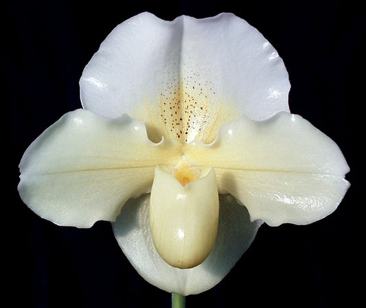 Complex paphiopedilum hybrid cultivar of  Paphiopedilum Saint Ouens Bay 'Cerritos' AM/AOS