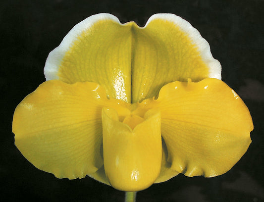 A close-up image of a yellow Paphiopedilum orchid with white accents, showcasing its flower spike and vibrant yellow petals.
