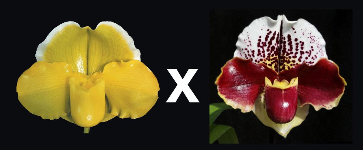 Complex paphiopedilum hybrid cultivars shown in flower side by side of Paphiopedilum San Francisco 'Grand Gold' AM/AOS x Jenna Marie 'Sparkle' AM/AOS, S/19WOC