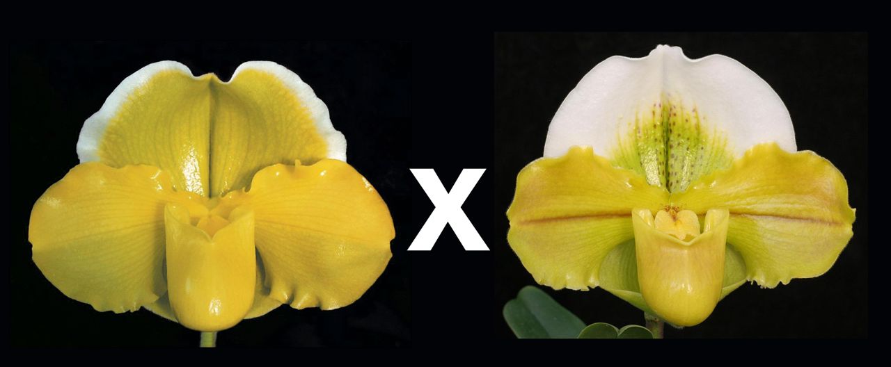 Complex paphiopedilum hybrid cultivars shown in flower side by side of Paphiopedilum San Francisco 'Grand Gold' AM/AOS x Kayday 'Primo'