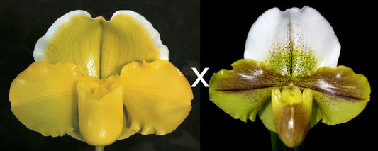 Complex paphiopedilum hybrid cultivars shown in flower side by side of Paphiopedilum San Francisco 'Grand Gold' AM/AOS x Kimura's Present 'Papa Aroha'
