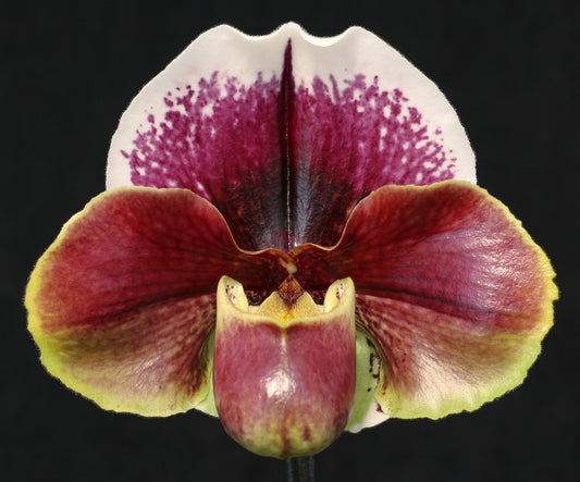 Complex paphiopedilum hybrid cultivar of a Paphiopedilum Seduction