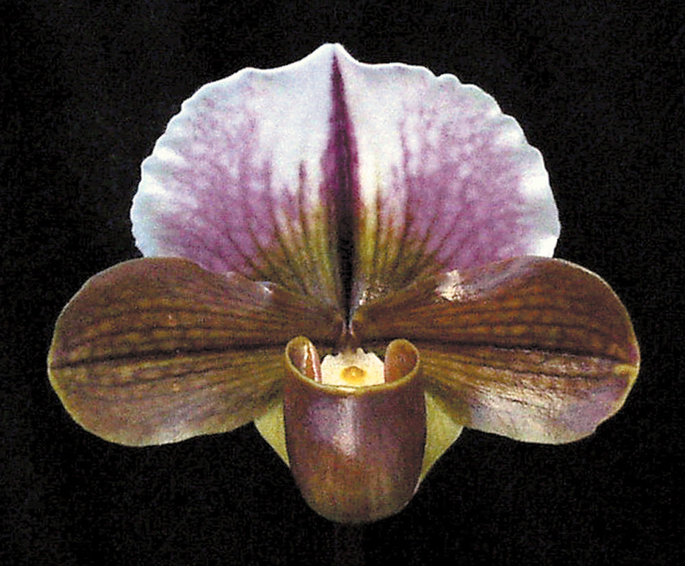 Close-up of a purple and brown orchid flower on a black background of Paphiopedilum Sierra Sunrise