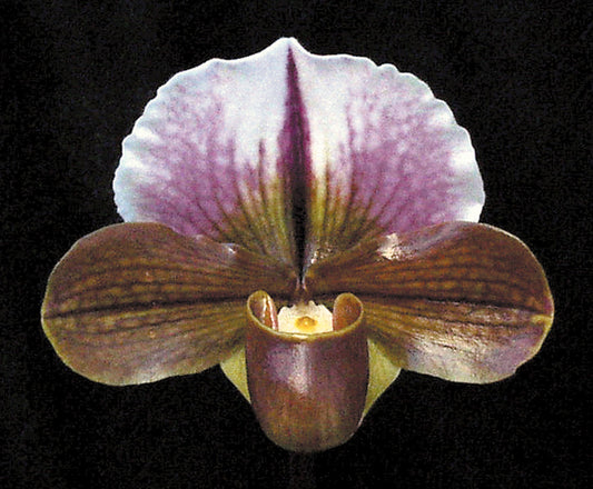 Close-up of a purple and brown orchid flower on a black background of Paphiopedilum Sierra Sunrise