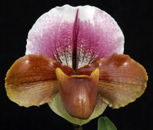 Complex paphiopedilum hybrid cultivar of Paphiopedilum Sierra Sunrise ‘Perfection’ HCC/AOS