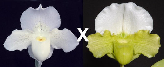 Complex paphiopedilum hybrid cultivars shown in flower side by side of Paphiopedilum Silvara 'Dreamer' x Green Mystery 'White Lynx'