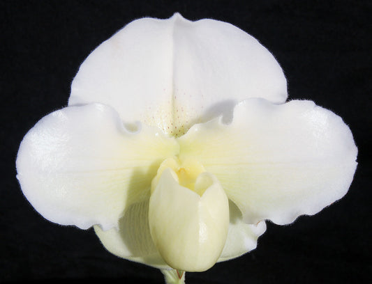 Complex paphiopedilum hybrid cultivar of Paphiopedilum  Silver Saint 'Autumn snow'