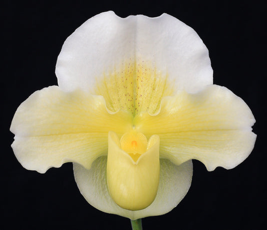 White and yellow orchid flower on a black background