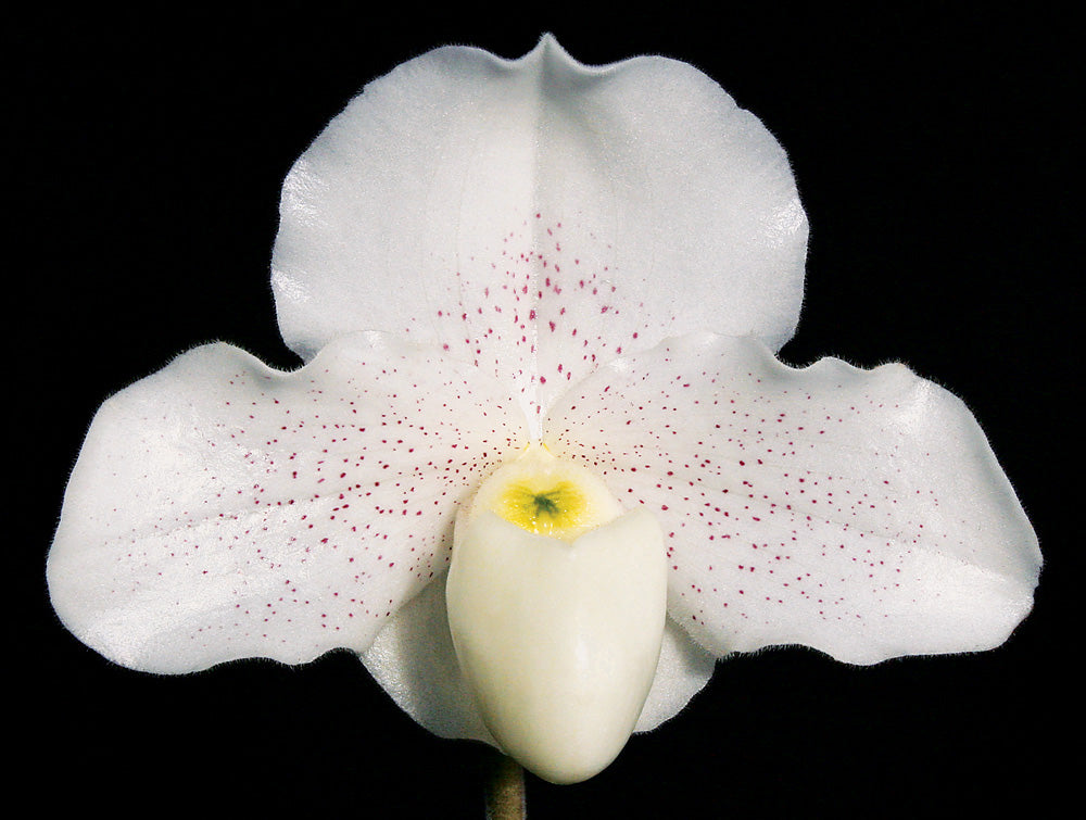 Complex paphiopedilum hybrid cultivar of  Paphiopedilum Skip Bartlett 'White Pepper' HCC/AOS