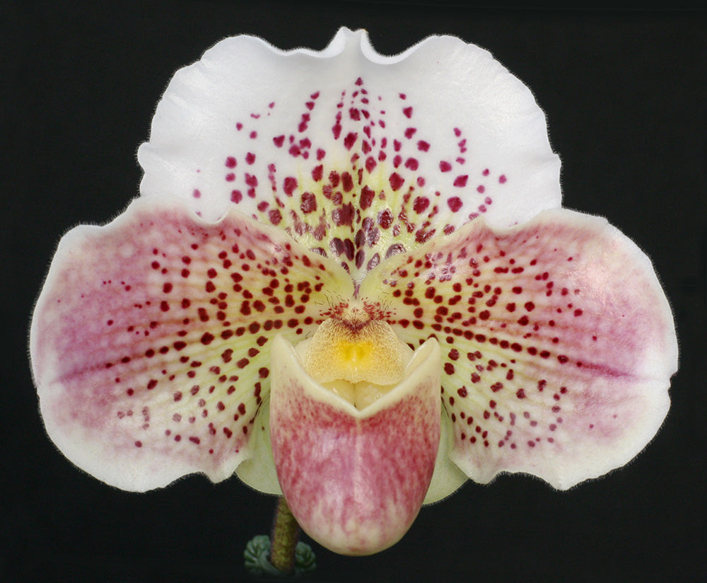 Complex paphiopedilum hybrid cultivar of a Paphiopedilum Snow Dancer