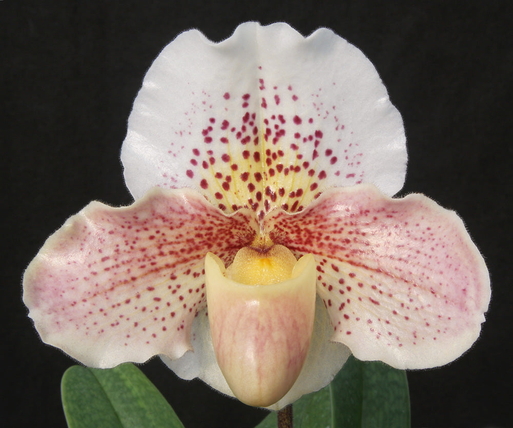 Close-up of a pink and white spotted orchid flower on a black background. Paphiopedilum Snow Dancer 'Pink Tapestry'