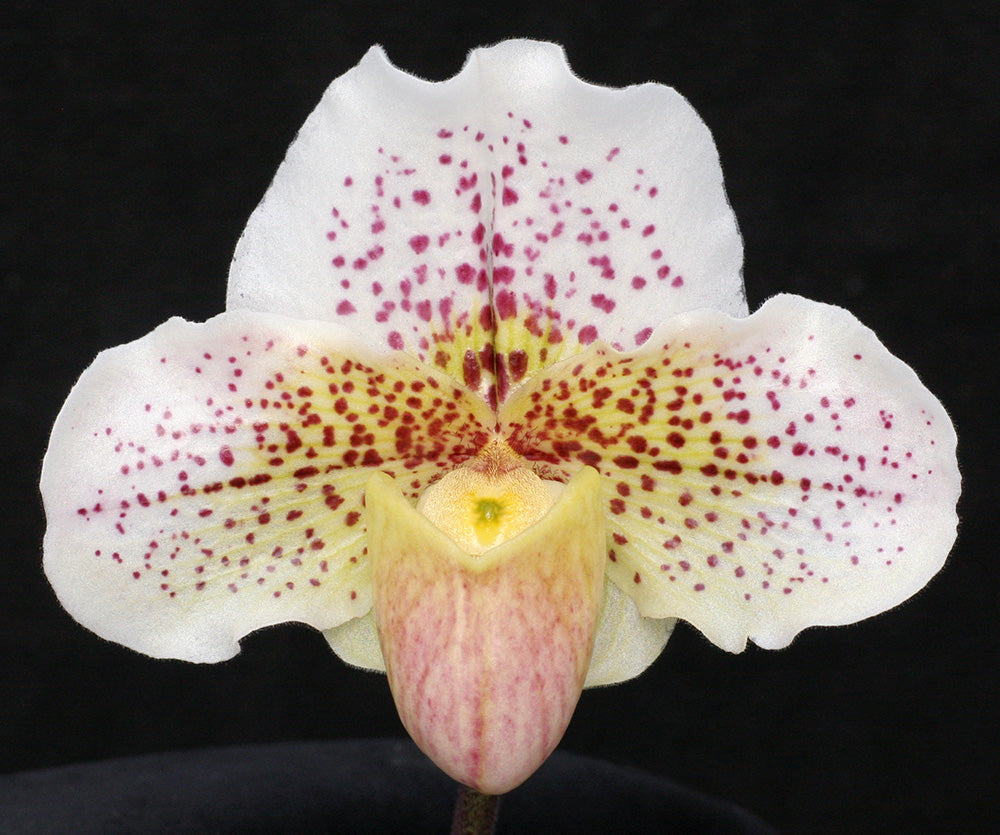Complex paphiopedilum hybrid cultivar of Paphiopedilum Snow Dancer 'Spot on'