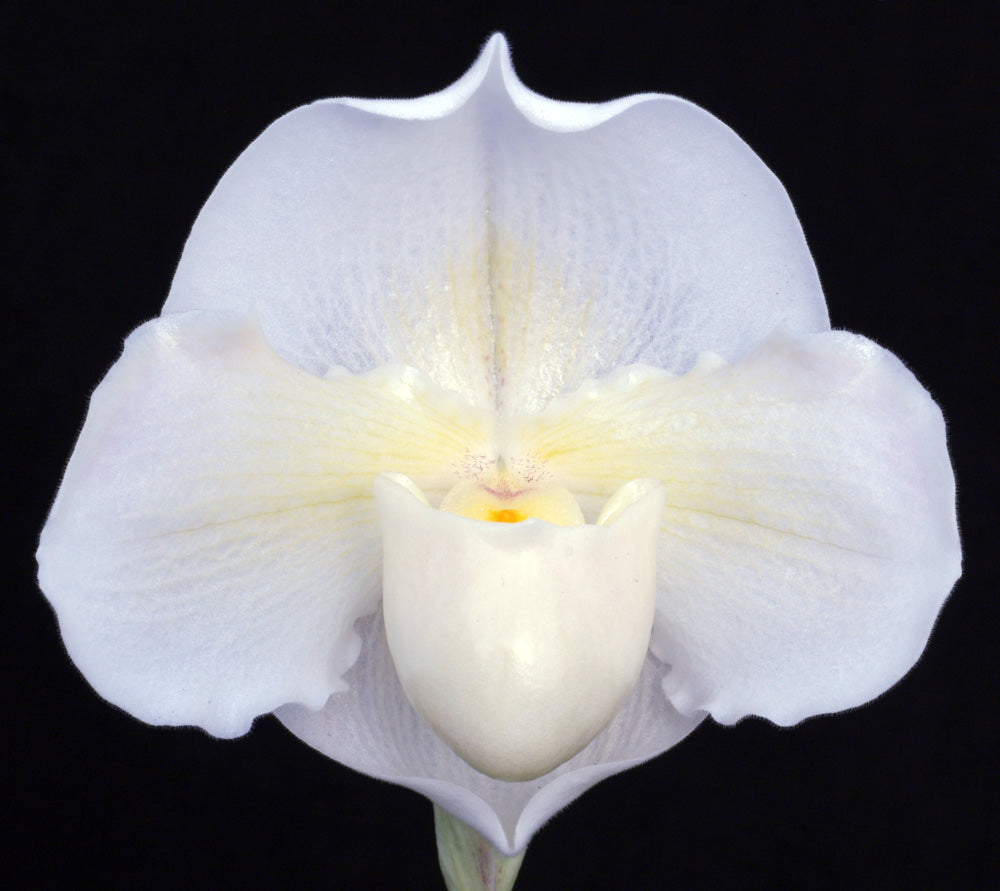 Complex paphiopedilum hybrid cultivar of  Paphiopedilum Snow Glory ‘Creamsickle’
