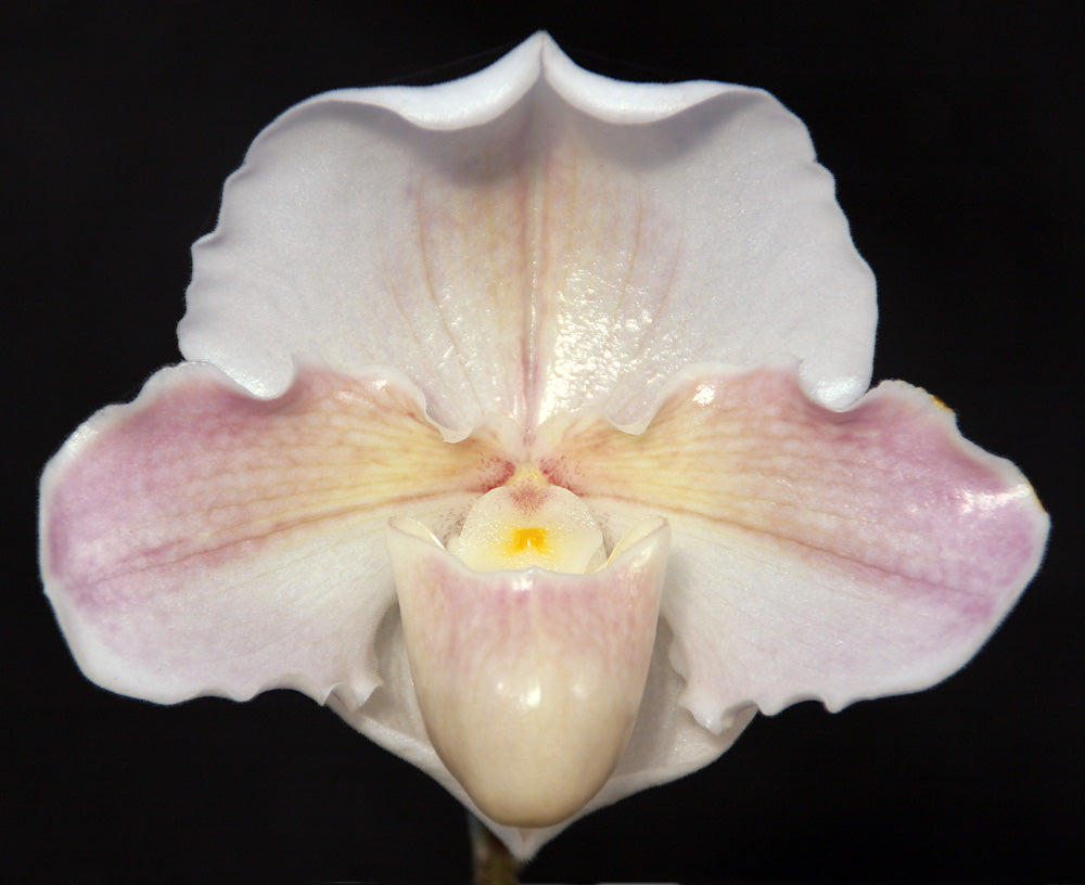 Close-up of a pink and white orchid flower against a black background of Paphiopedilum Snow Glory ‘Pink Snow’