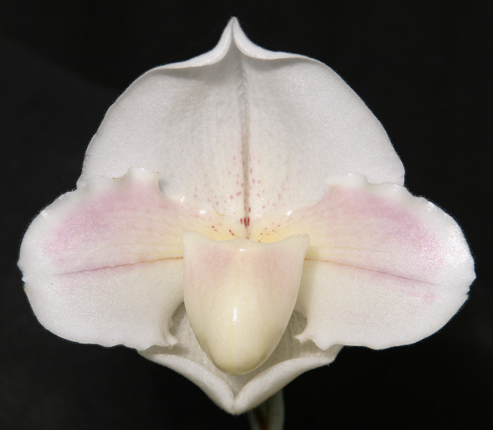 Complex paphiopedilum hybrid cultivar of  Paphiopedilum Snow Glory ‘Supreme’