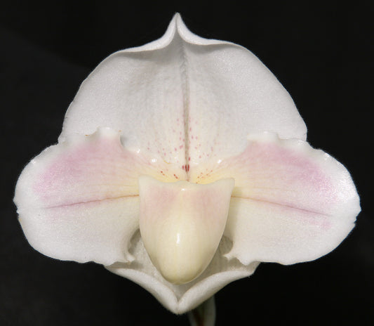 Complex paphiopedilum hybrid cultivar of  Paphiopedilum Snow Glory ‘Supreme’
