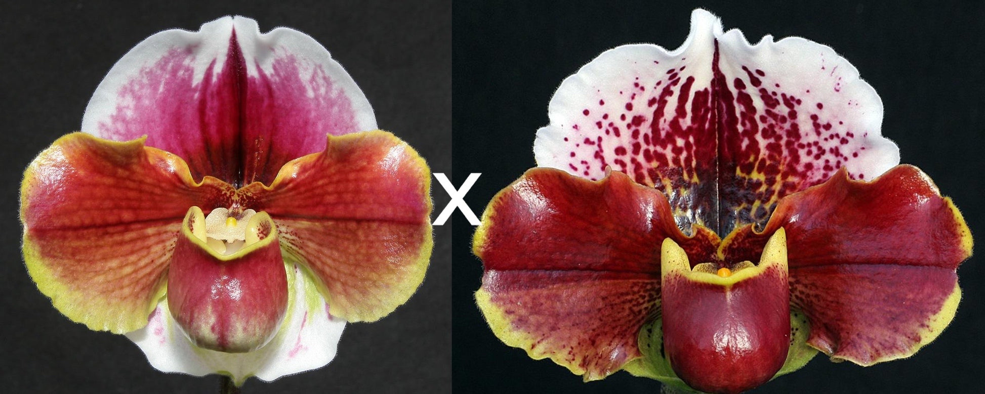 Complex paphiopedilum hybrid cultivars shown in flower side by side of Paphiopedilum Solar Burn 'Orbit' x Cupid's Arrow 'Heartbreaker'