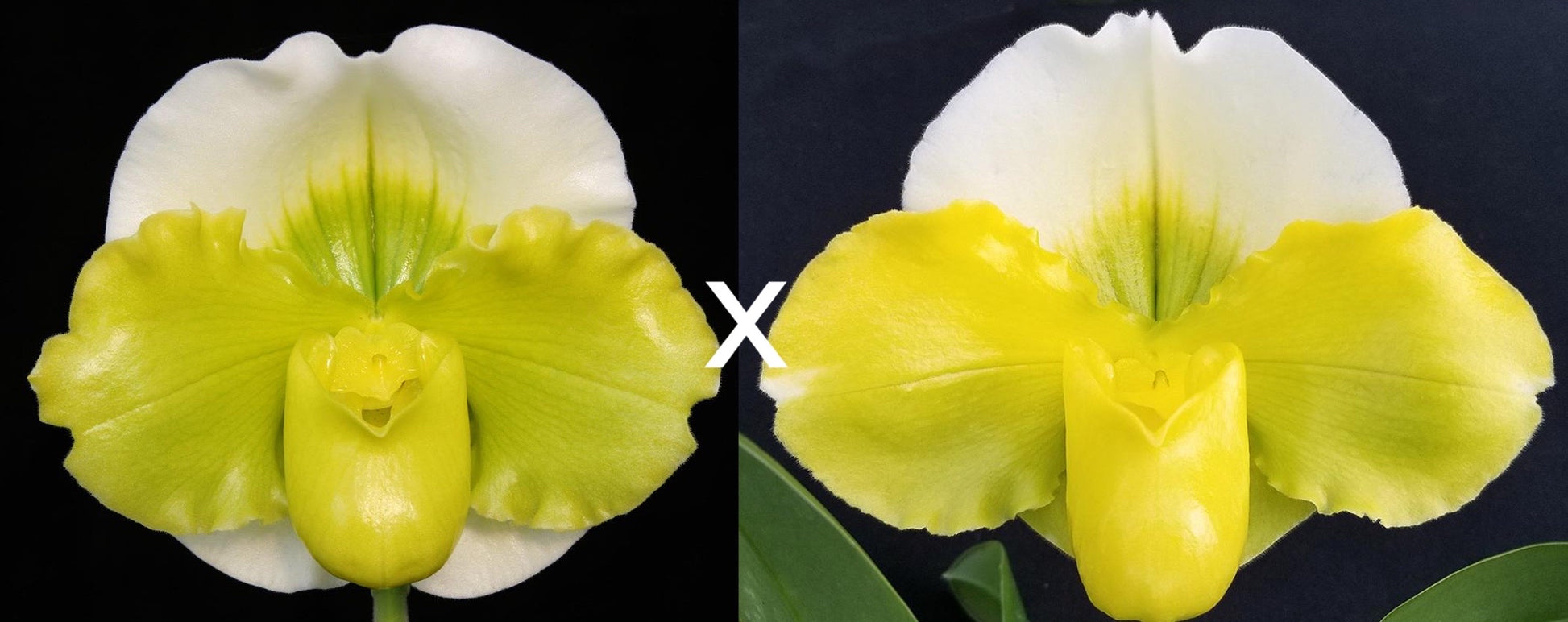 Complex paphiopedilum hybrid cultivars shown in flower side by side of Paphiopedilum Sorcerer's Stone 'Perfect World' x Pacific Glory 'Masterpiece'