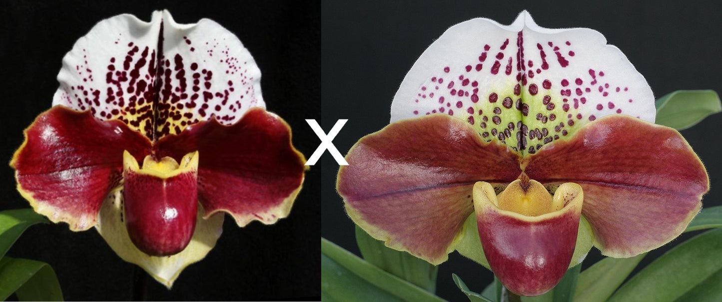 Complex paphiopedilum hybrid cultivars shown in flower side by side of Paphiopedilum Sparks and Thunder