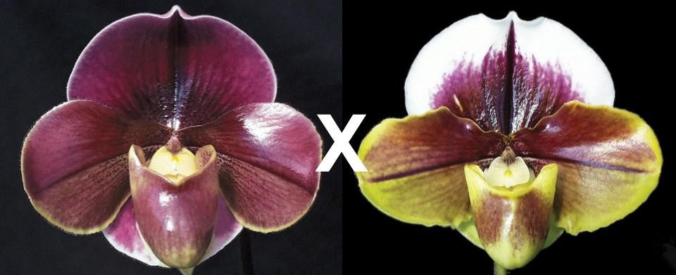 Complex paphiopedilum hybrid cultivar of  Paphiopedilum Startler 'Glace'AM/AOS x King Frank 'Papa Aroha'